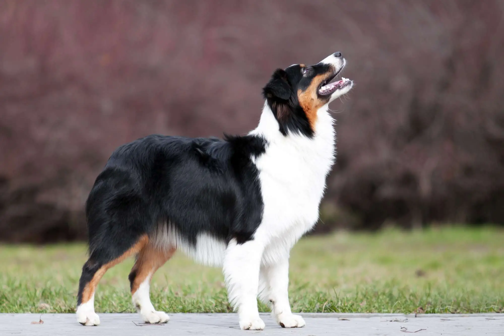 Beyond the Aussie Exploring Canine Companions with Similar Charm
