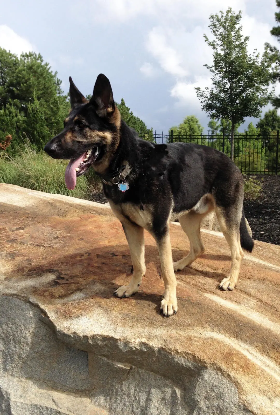 Understanding the German Shepherd West German Working Line