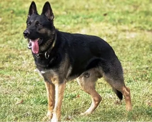 Understanding the German Shepherd West German Working Line