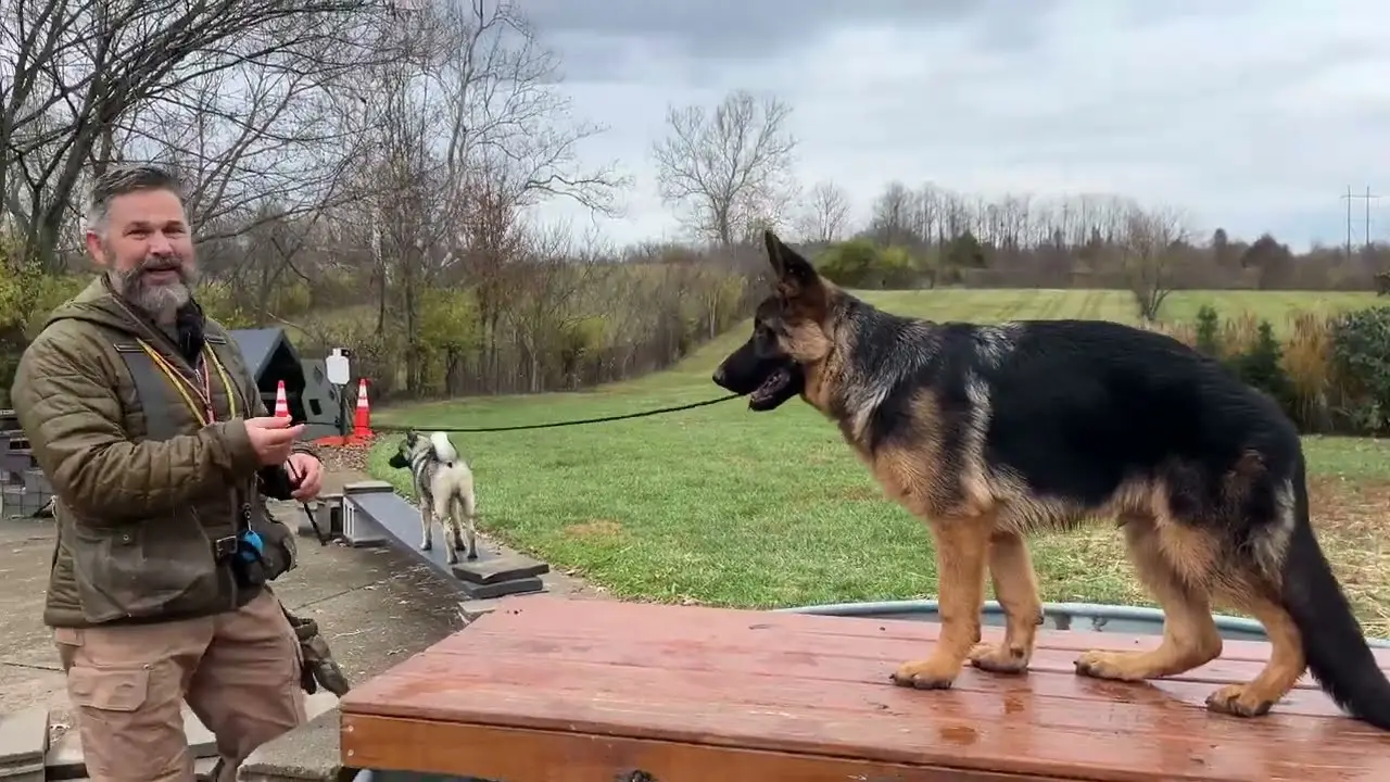 Understanding the German Shepherd West German Working Line