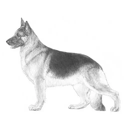Understanding the German Shepherd West German Working Line