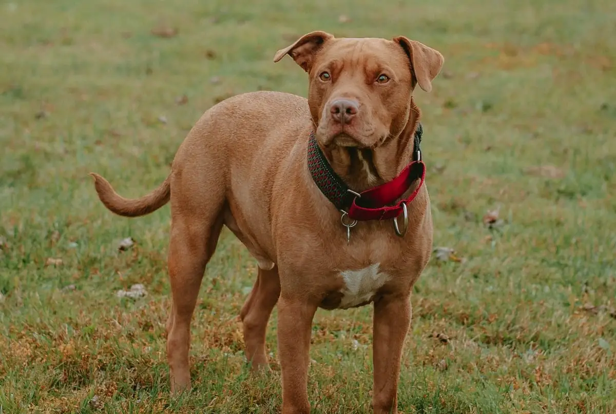 Understanding the American Pit Bull Terrier The Red Nose Variant