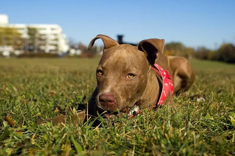 Understanding the American Pit Bull Terrier The Red Nose Variant