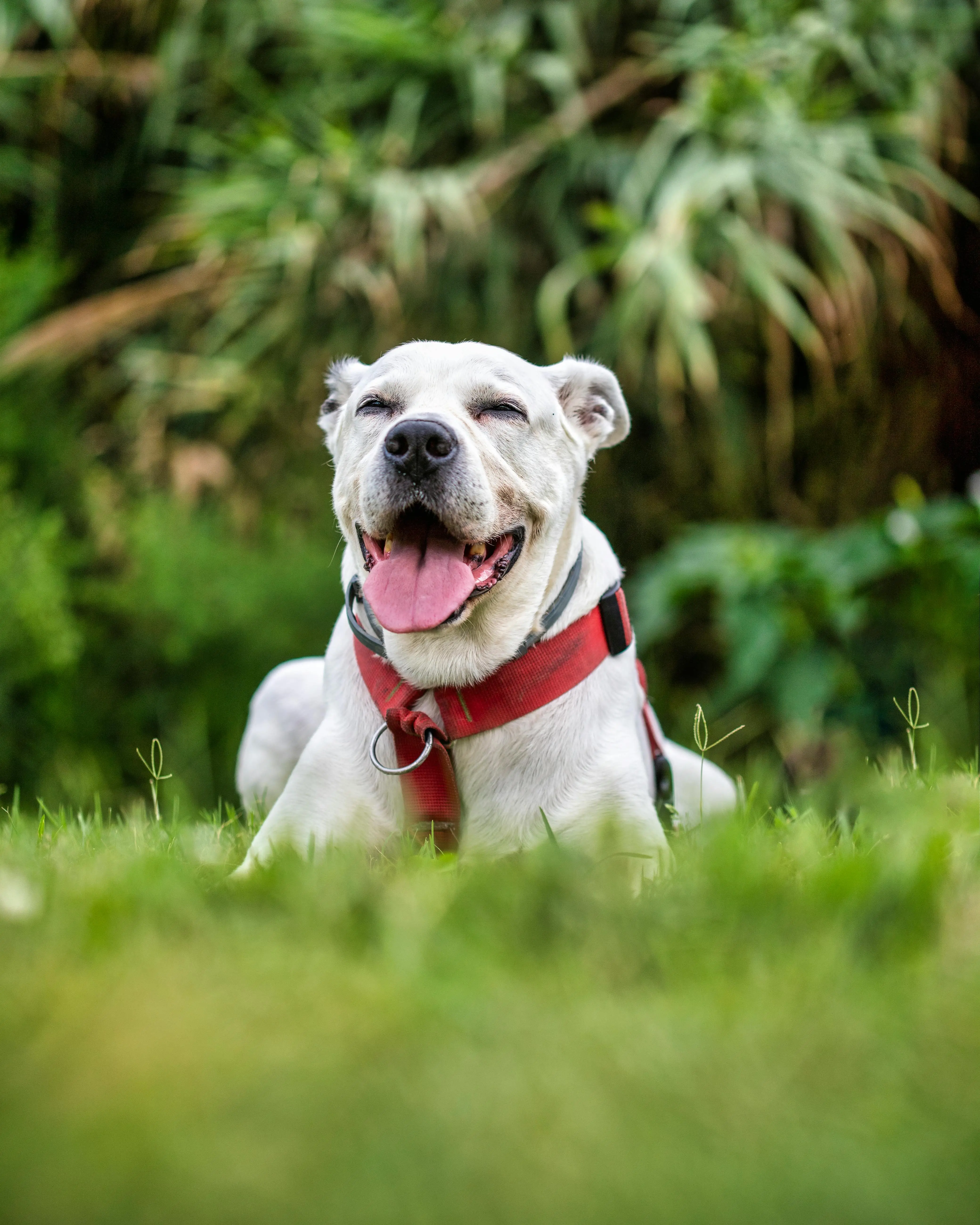 Understanding the American Pit Bull Terrier The Red Nose Variant