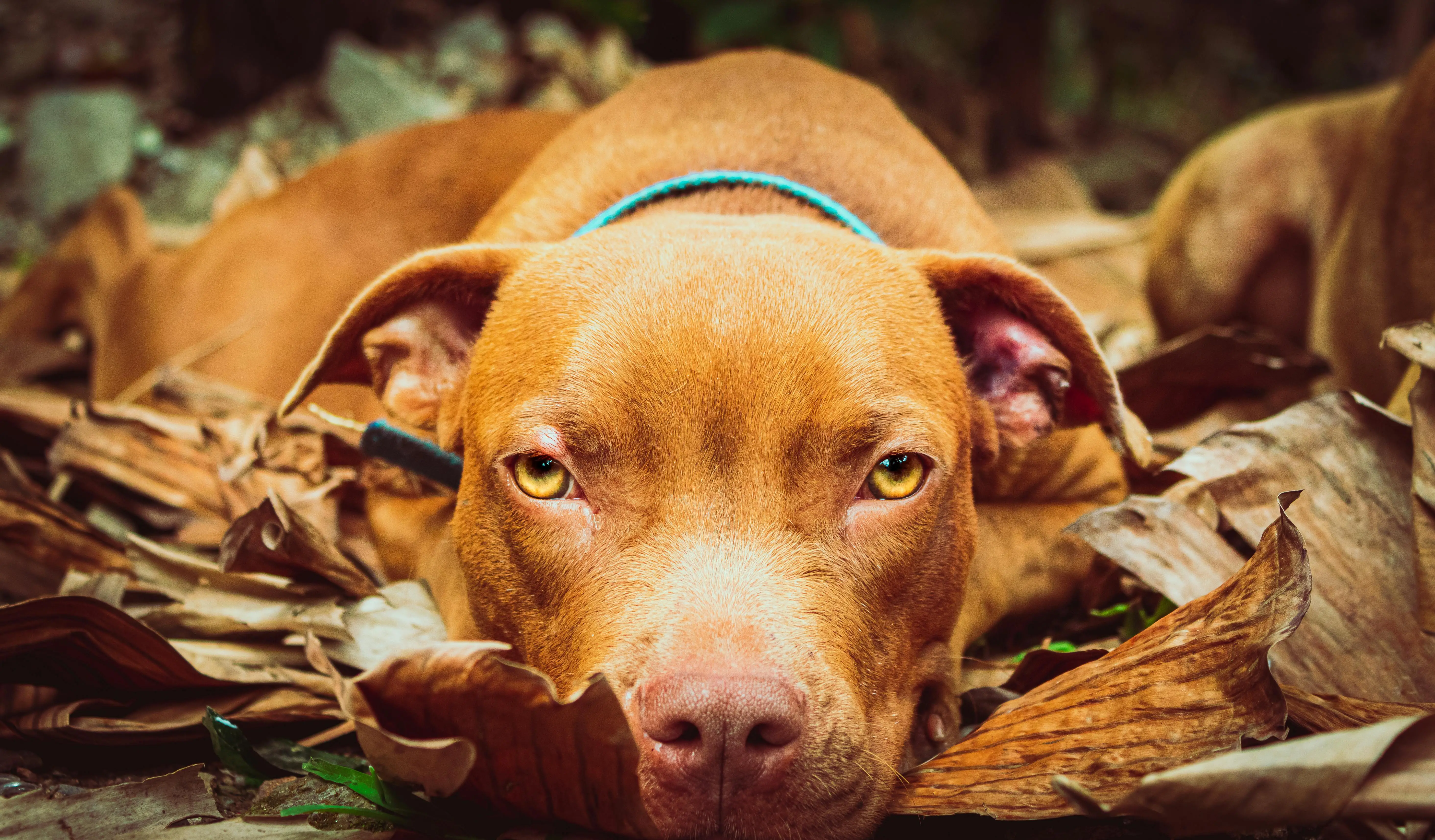Understanding the American Pit Bull Terrier The Red Nose Variant