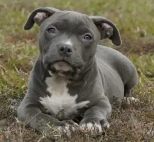 Exploring the Enigma of the American Pit Bull Terrier Blue Nose