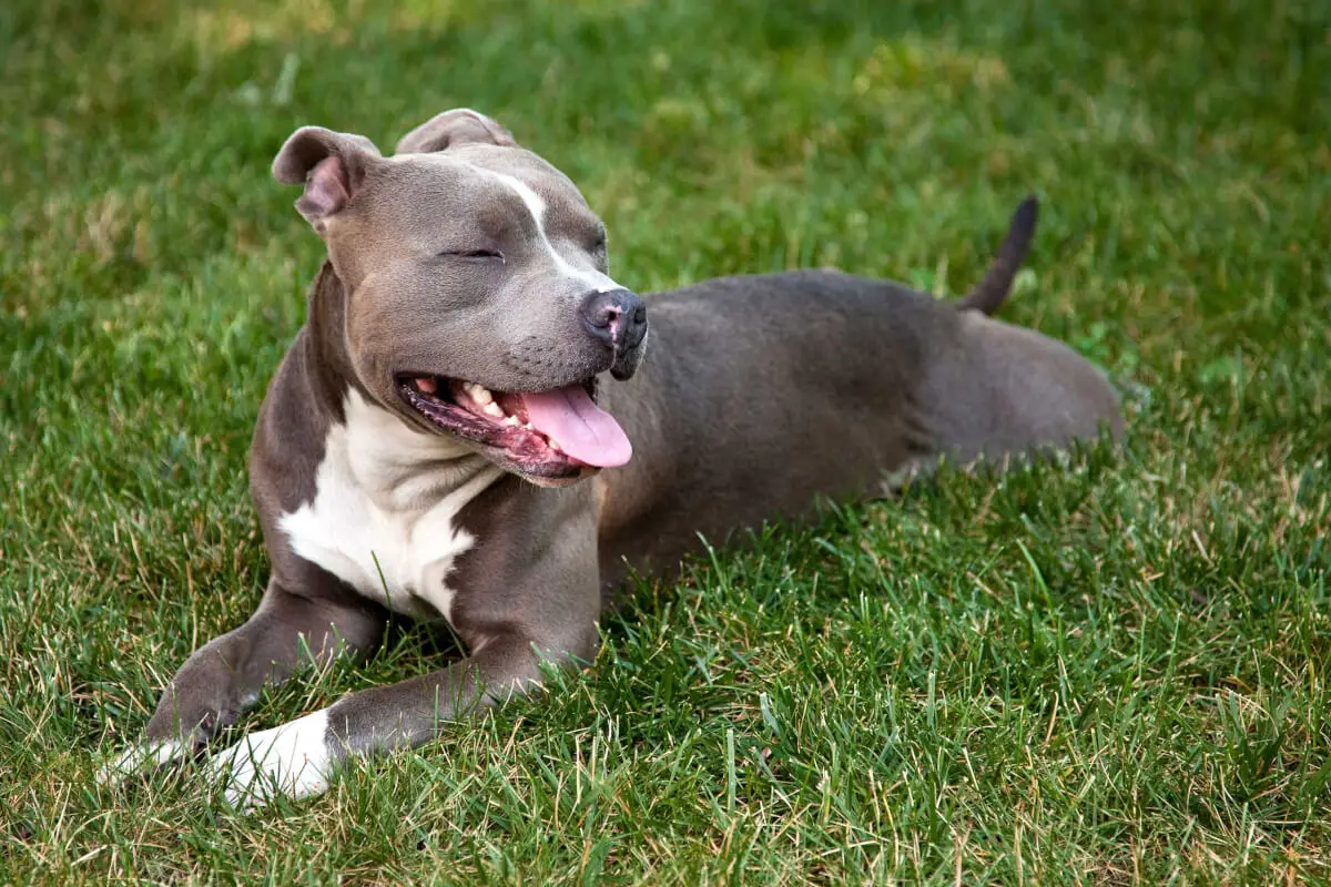 Exploring the Enigma of the American Pit Bull Terrier Blue Nose