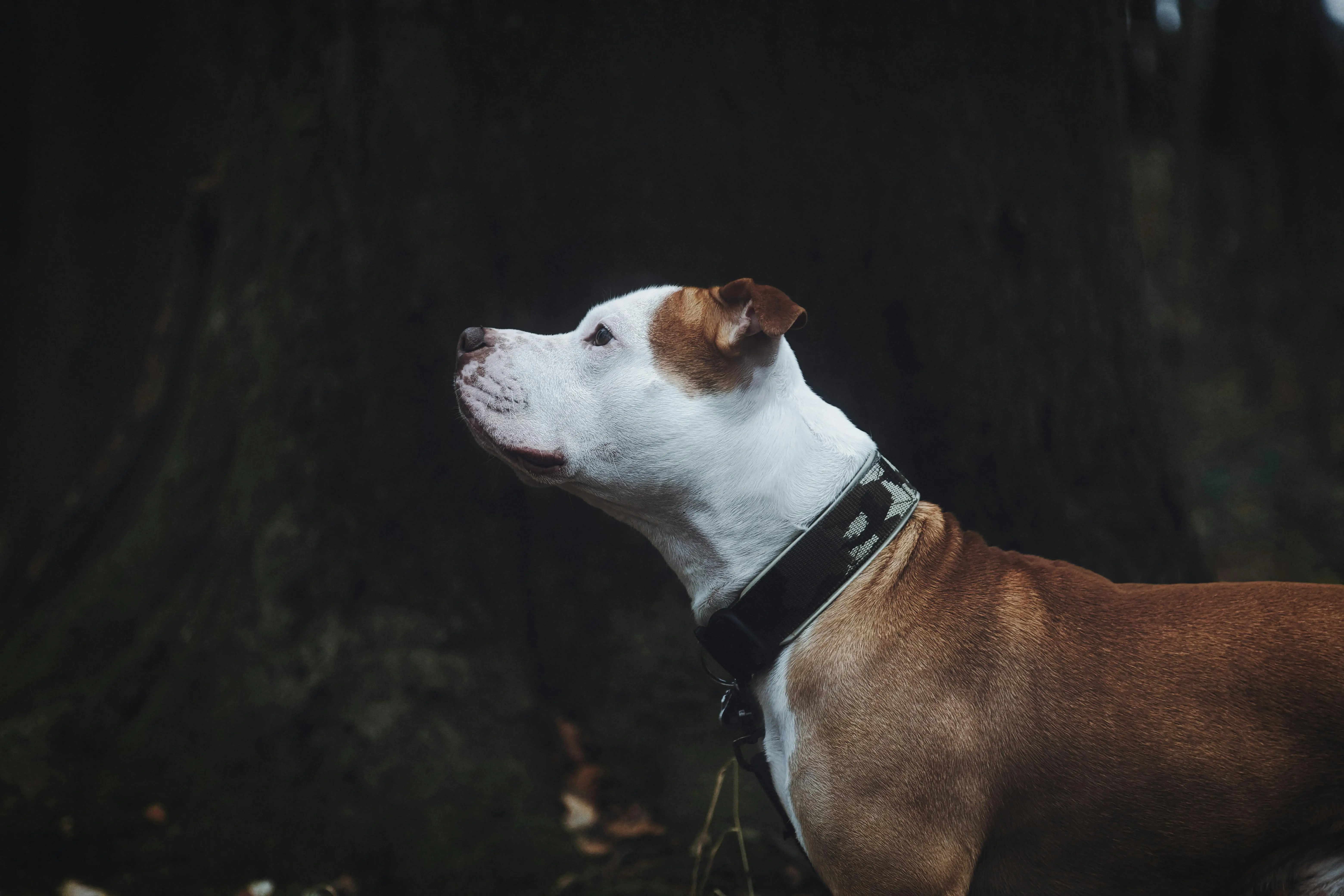 Exploring the Enigma of the American Pit Bull Terrier Blue Nose