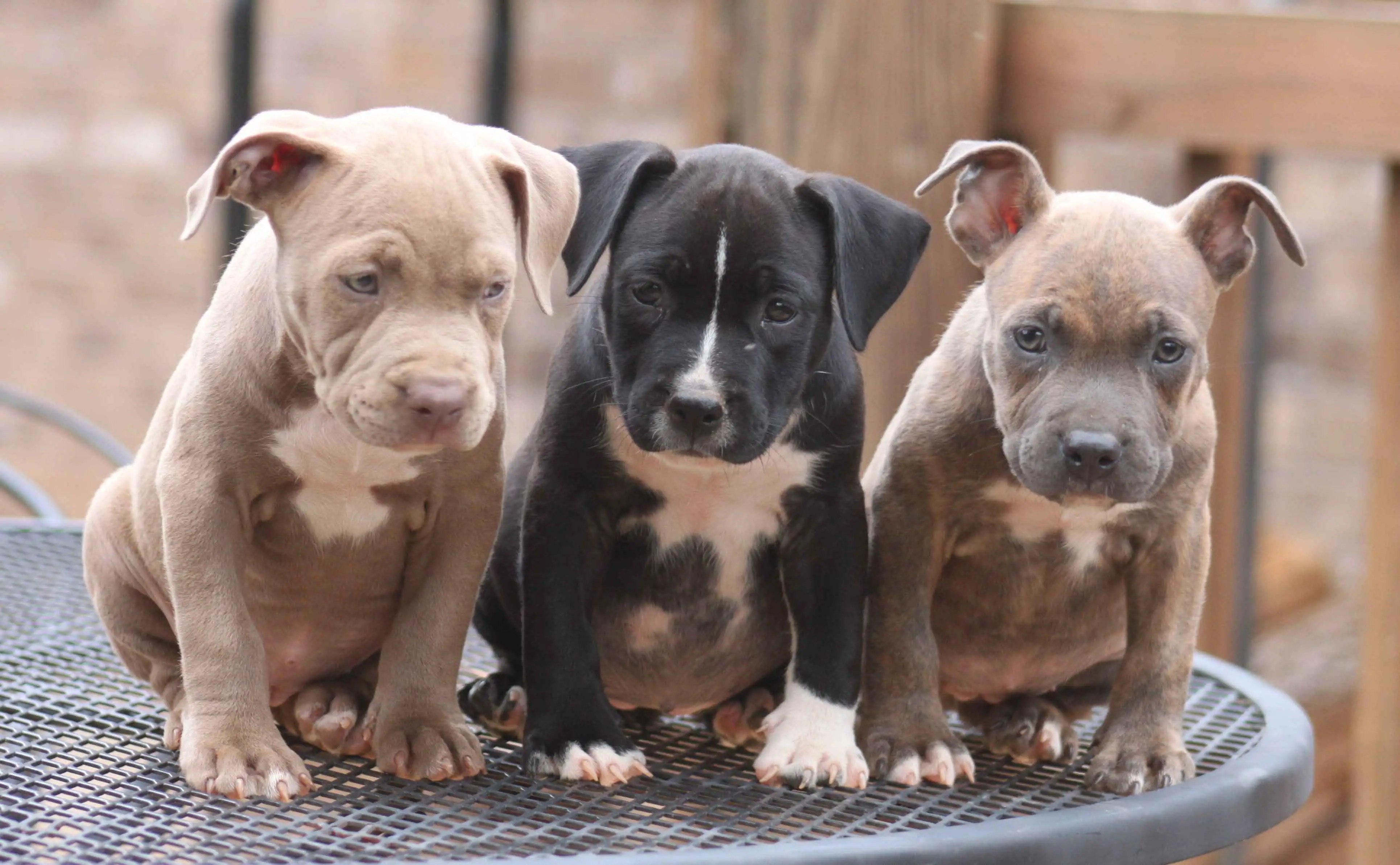 Exploring the Enigma of the American Pit Bull Terrier Blue Nose
