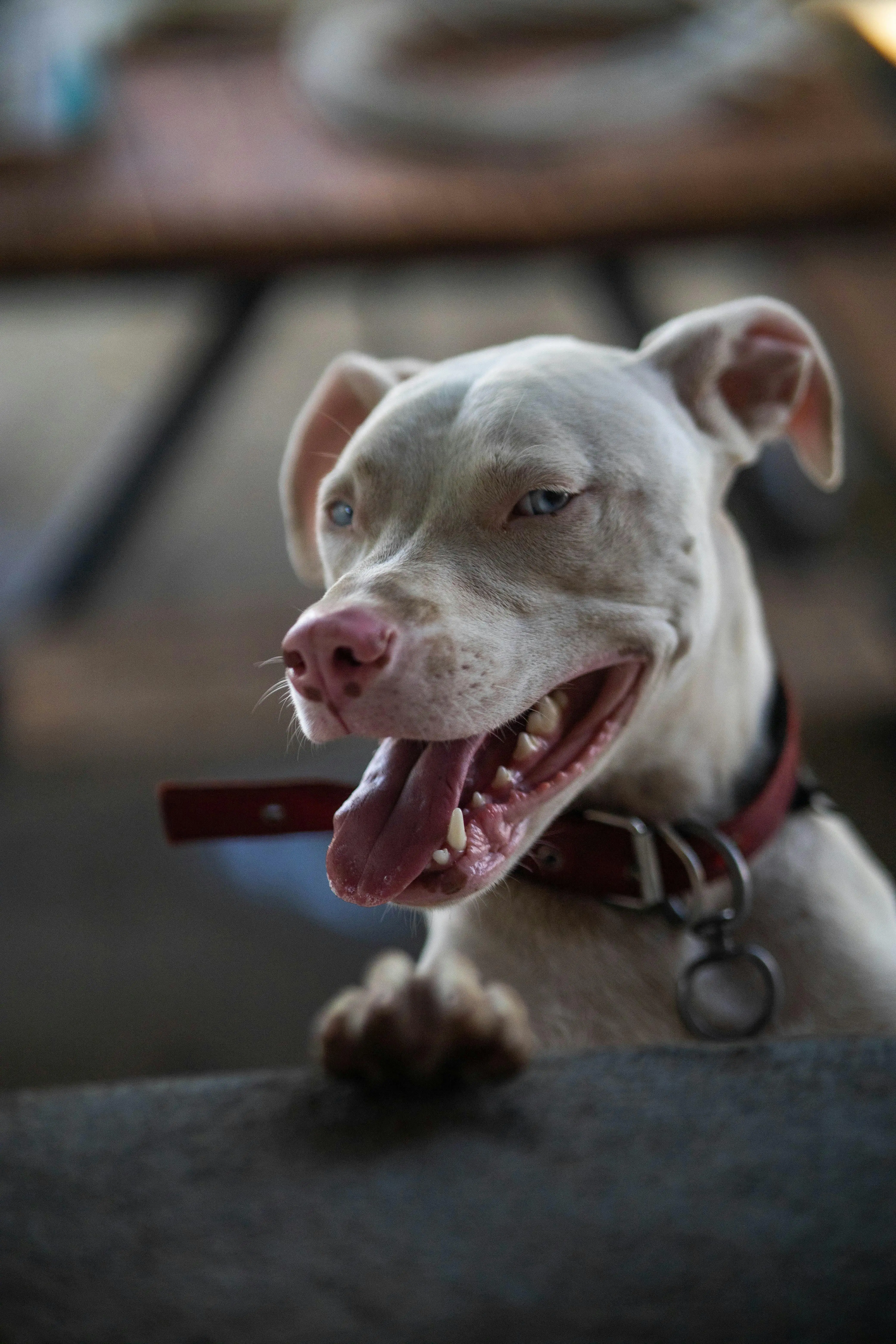 Exploring the Enigma of the American Pit Bull Terrier Blue Nose