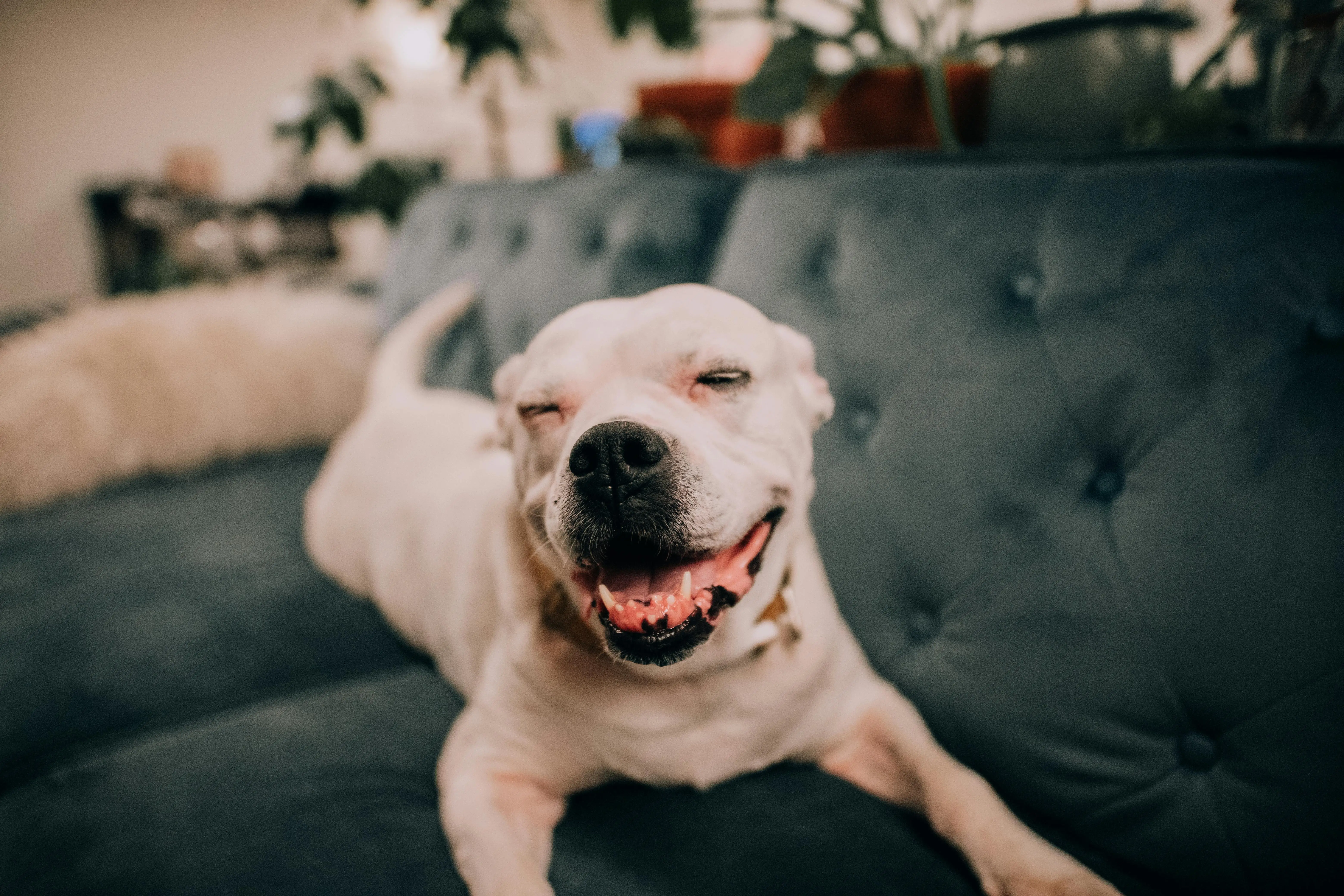 Exploring the Enigma of the American Pit Bull Terrier Blue Nose