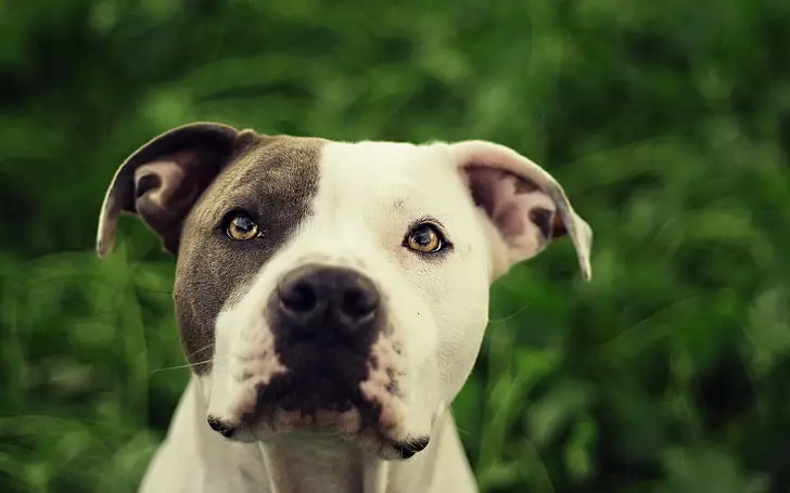 The American Pit Bull Terrier The Black and White Phenomenon