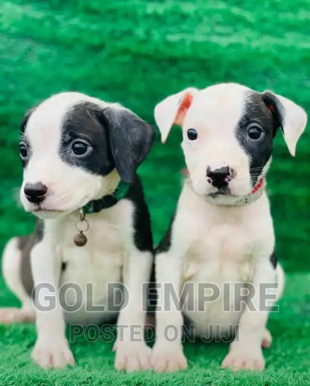 The American Pit Bull Terrier The Black and White Phenomenon