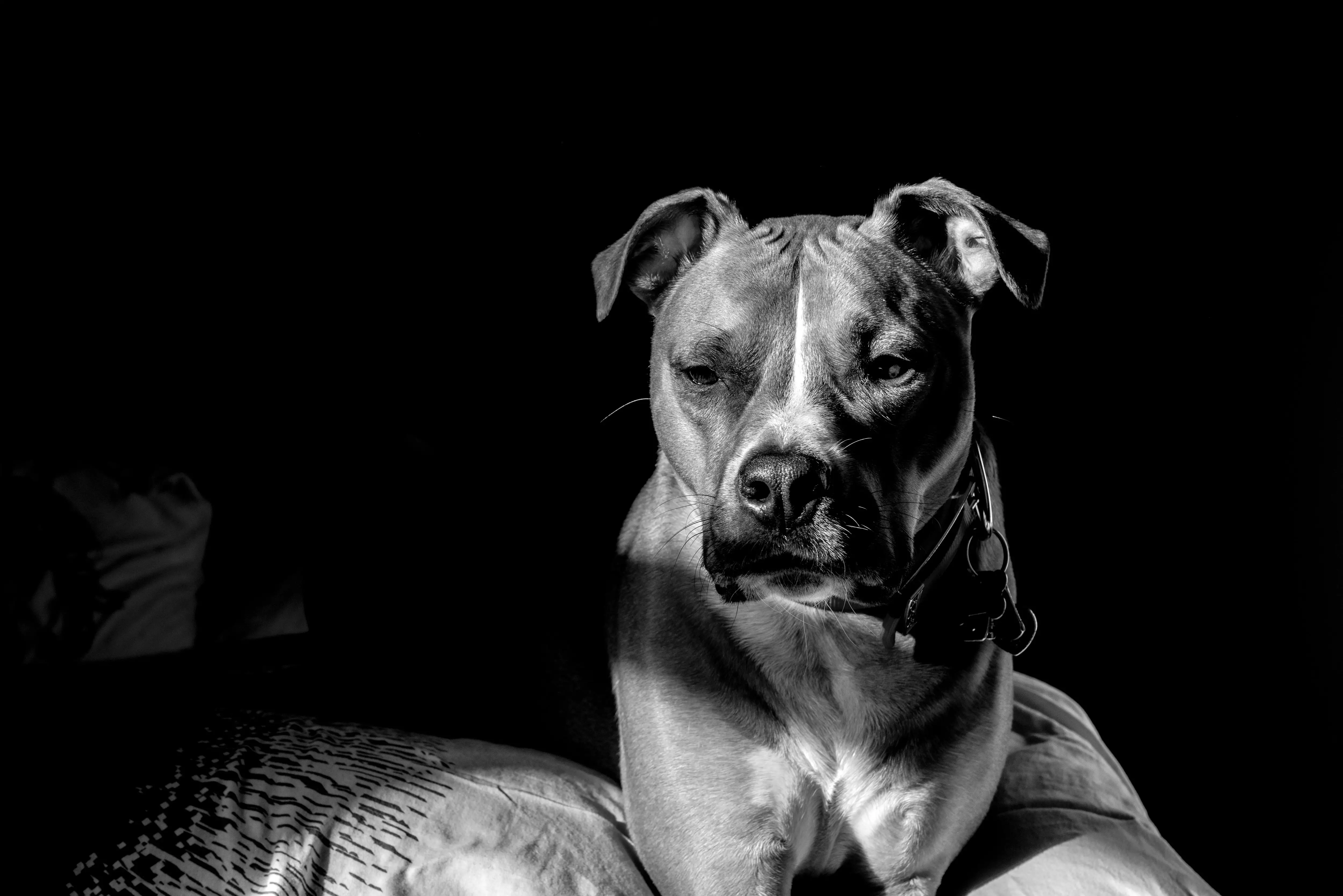The American Pit Bull Terrier The Black and White Phenomenon