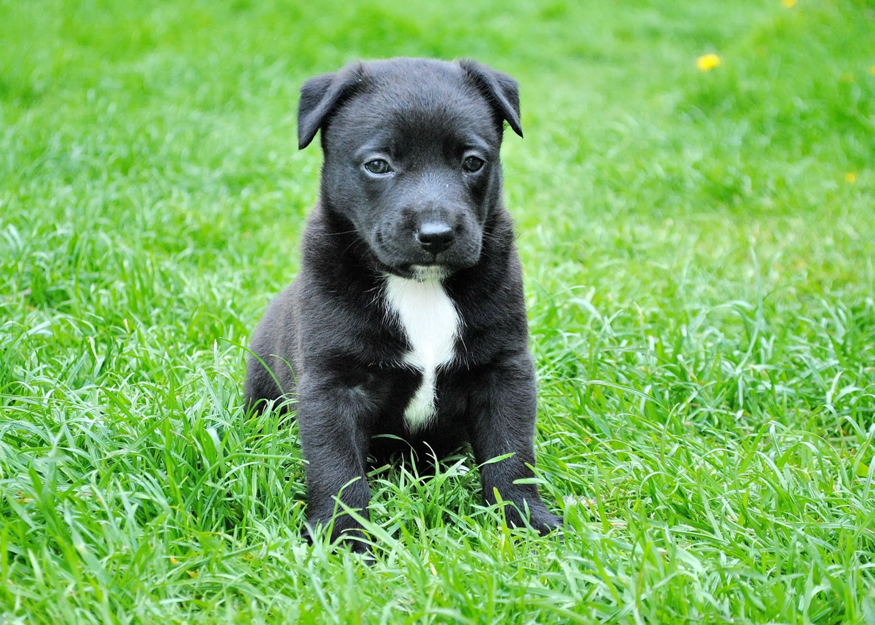 The American Pit Bull Terrier The Black and White Phenomenon