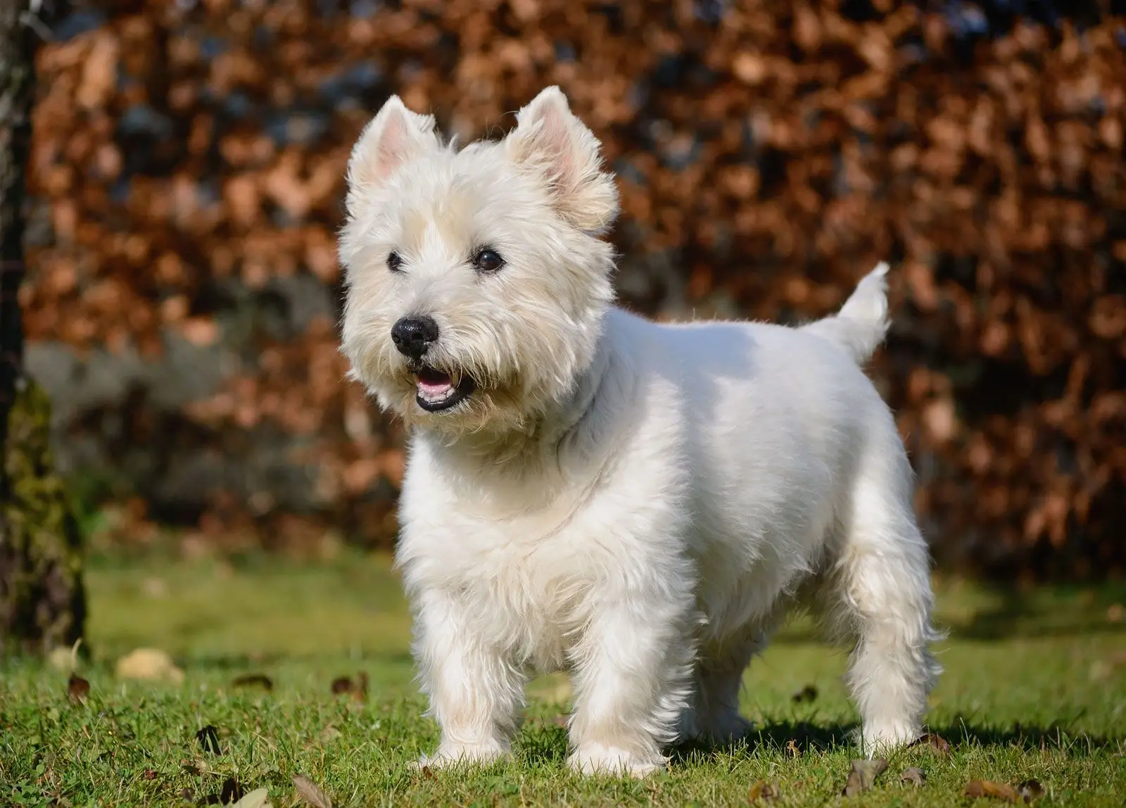 Royal Canin West Highland White Terrier