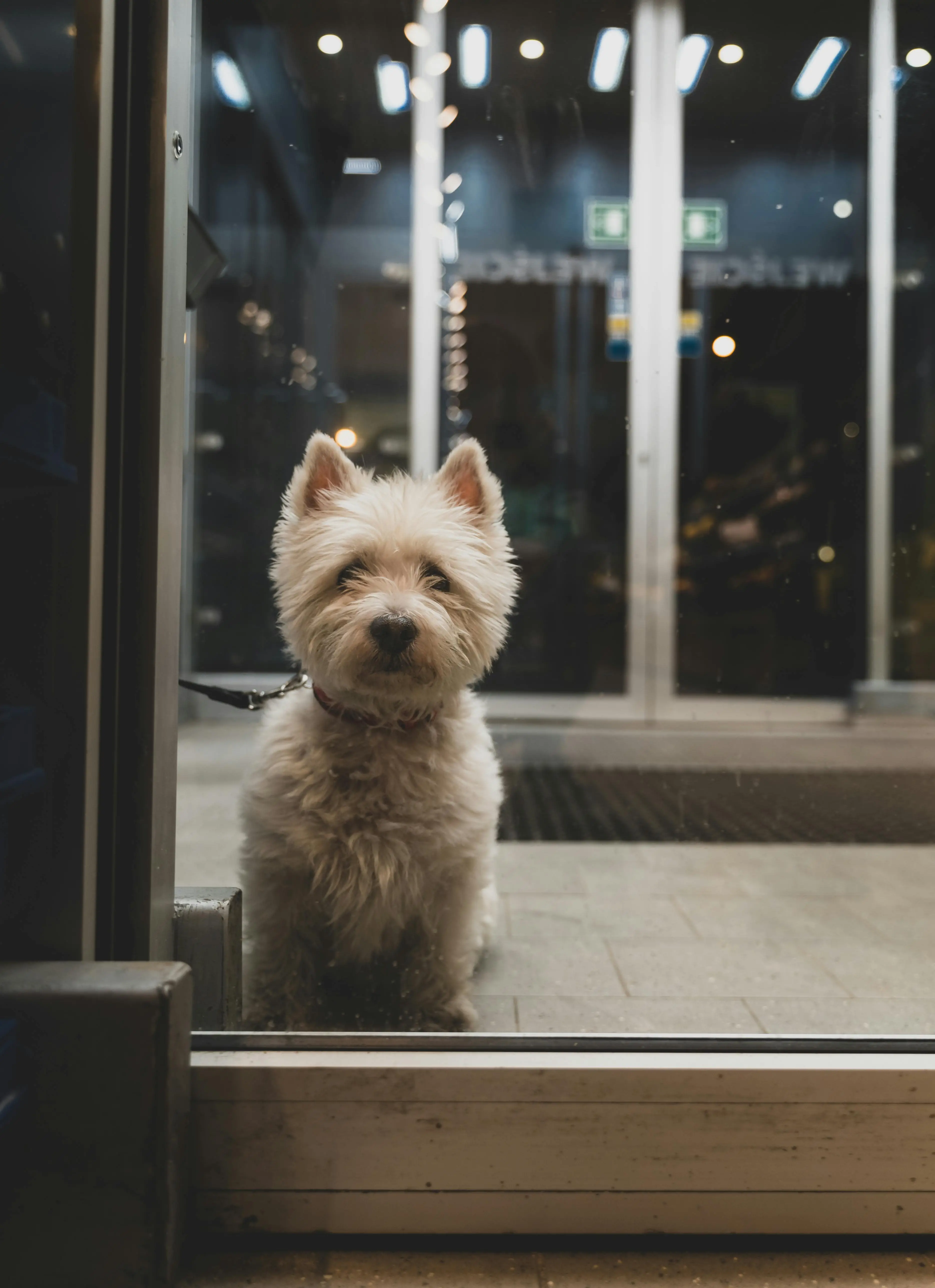 Royal Canin West Highland White Terrier