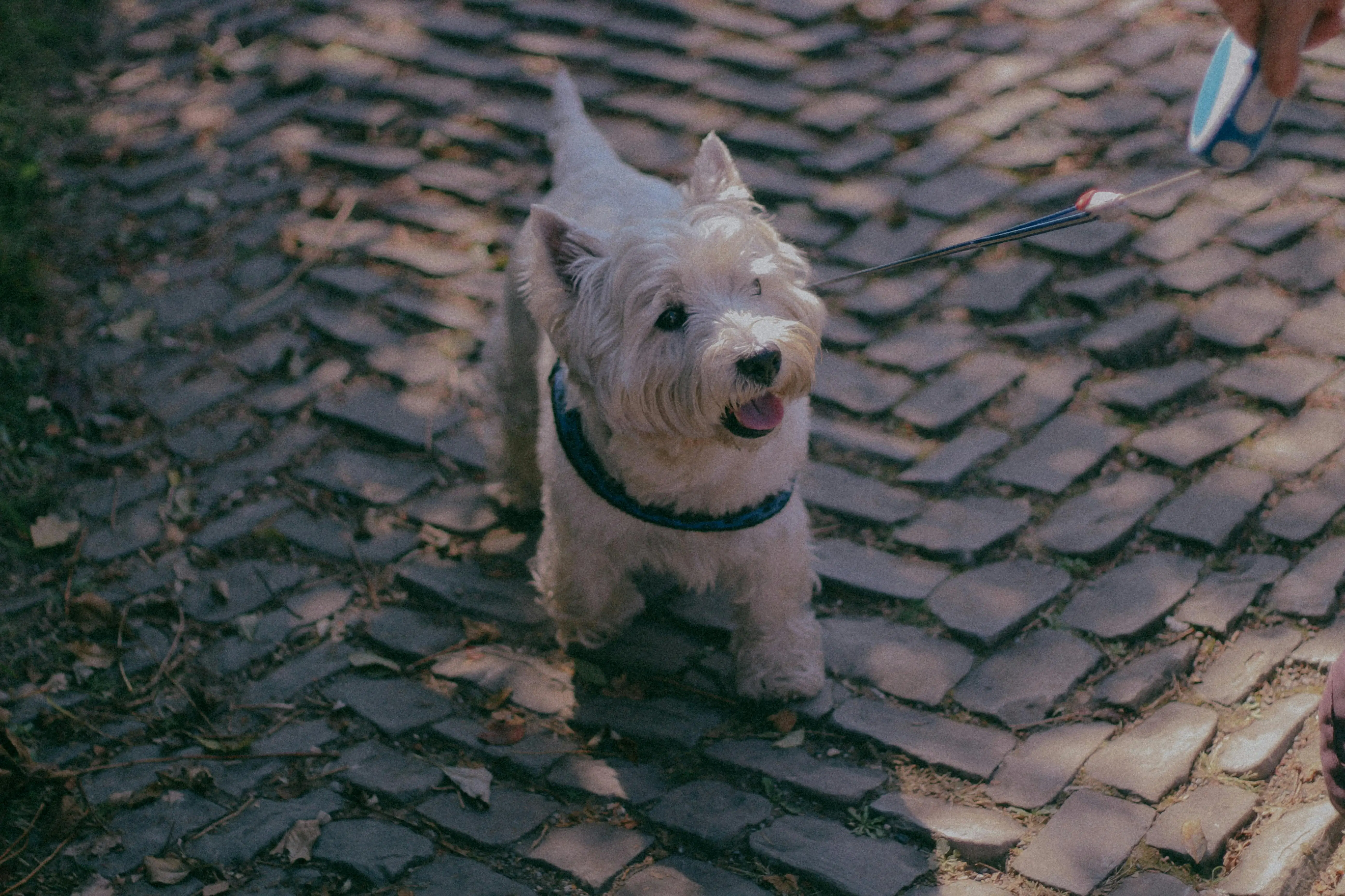 Royal Canin West Highland White Terrier