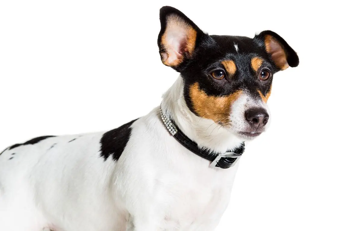 The Full Grown Black and White Jack Russell Terrier