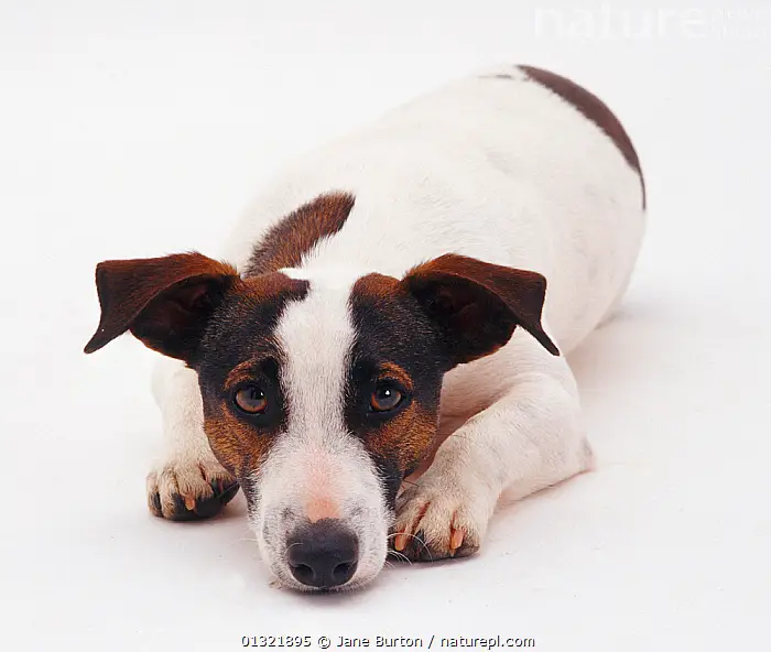 The Full Grown Black and White Jack Russell Terrier