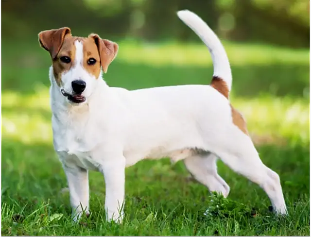 The Full Grown Black and White Jack Russell Terrier