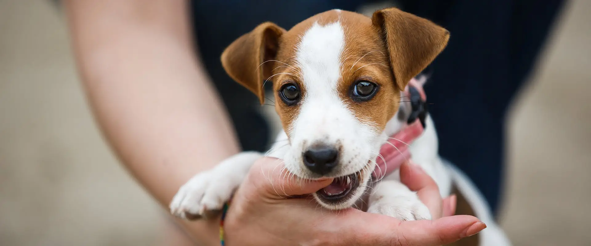 The Full Grown Black and White Jack Russell Terrier