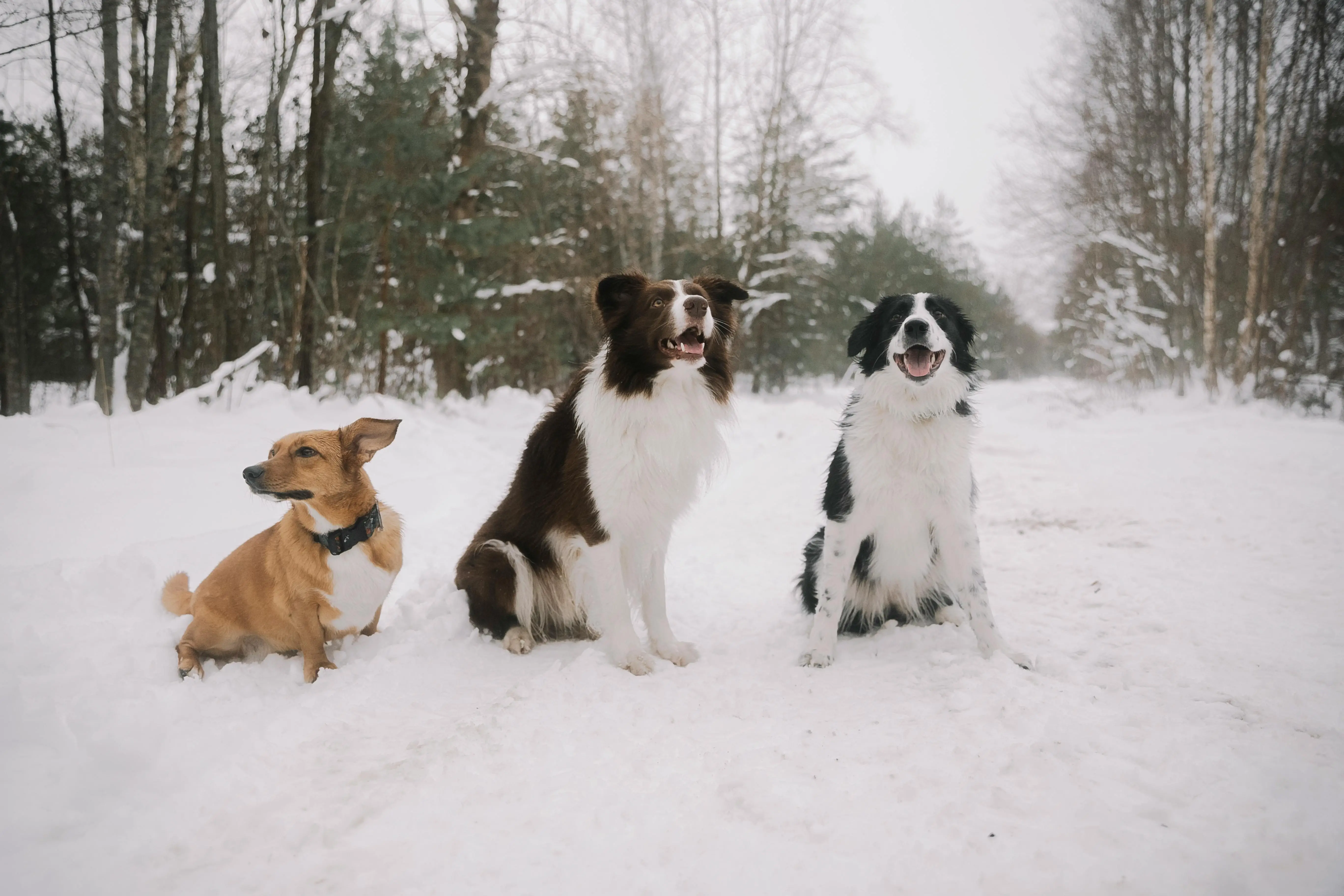 The Full Grown Black and White Jack Russell Terrier