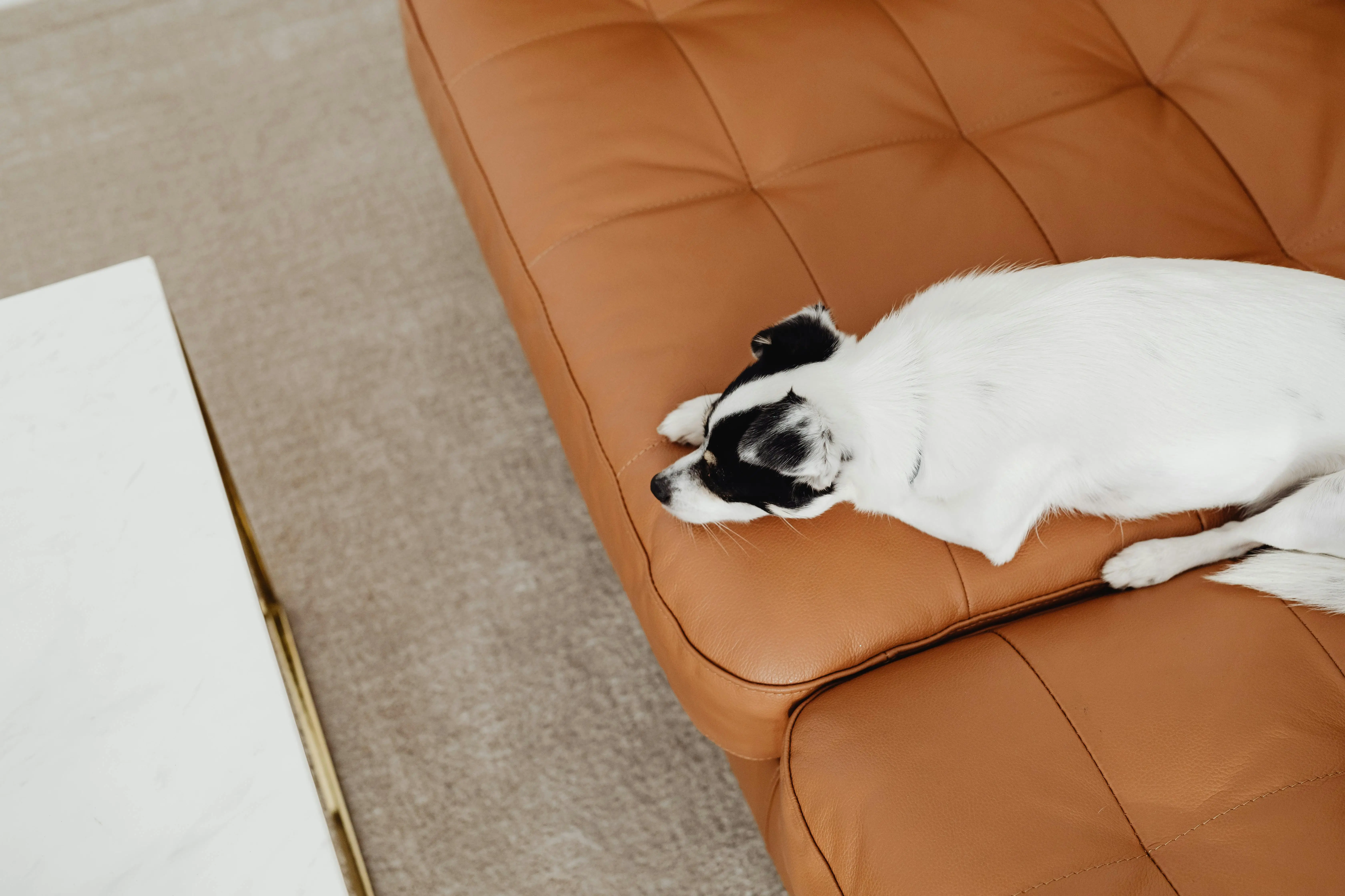 The Full Grown Black and White Jack Russell Terrier