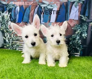 West Highland Terrier for Adoption UK