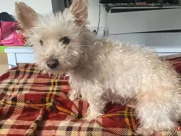West Highland Terrier for Adoption UK