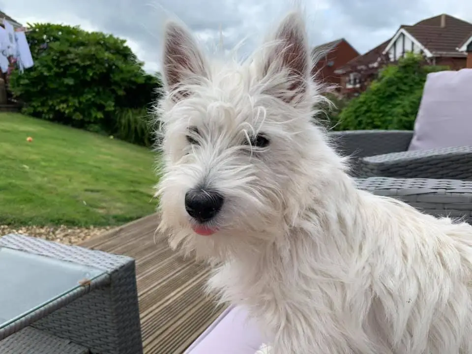West Highland Terrier for Adoption UK
