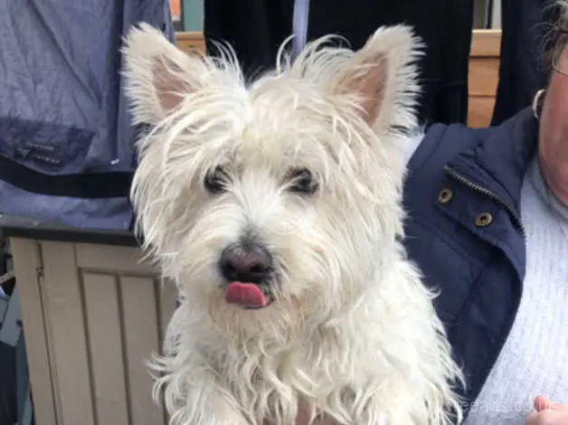 West Highland Terrier for Adoption UK