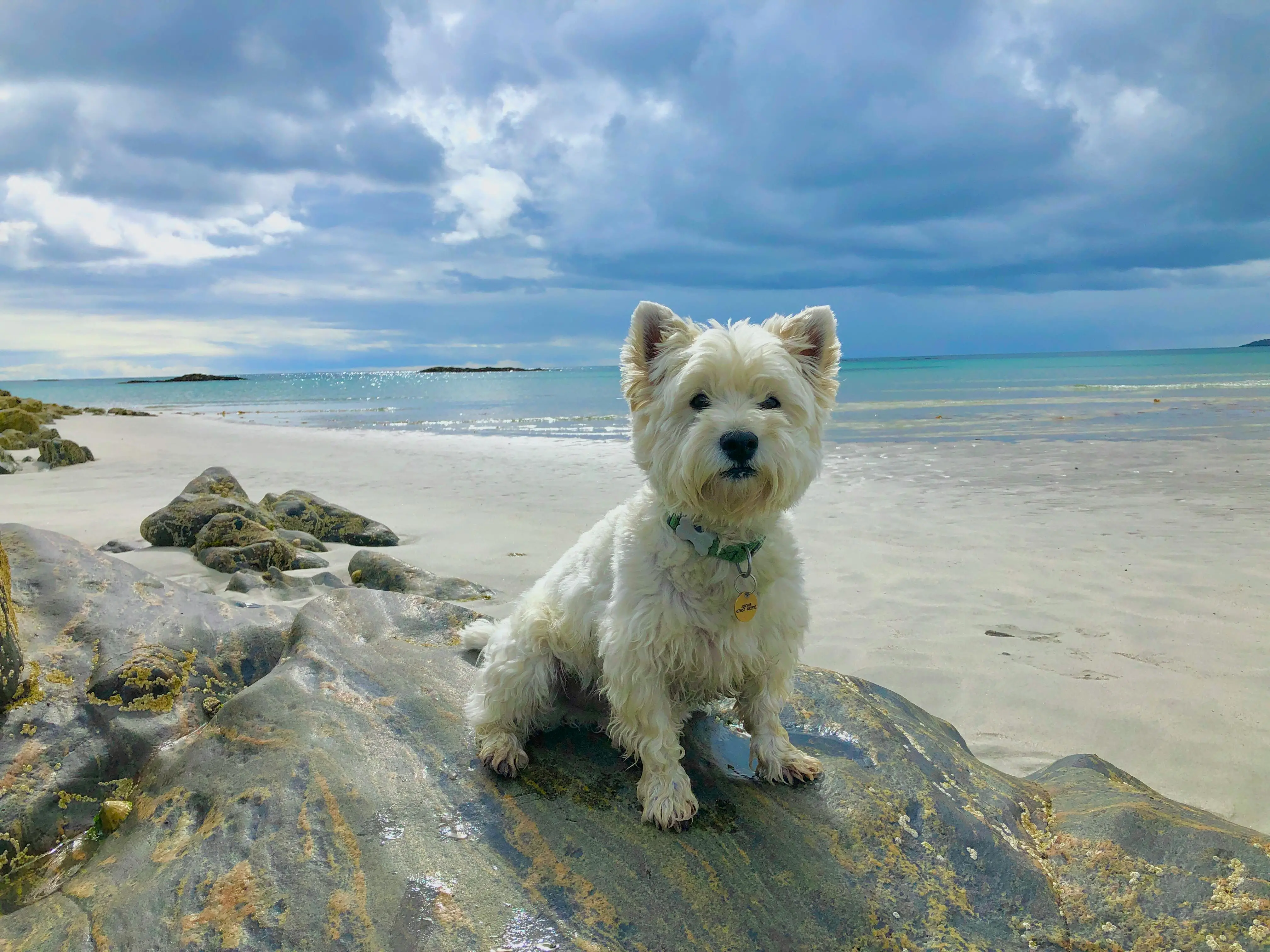 West Highland Terrier for Adoption UK