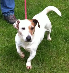 The Basset Hound Jack Russell Terrier Mix A Unique Blend of Charm and Energy