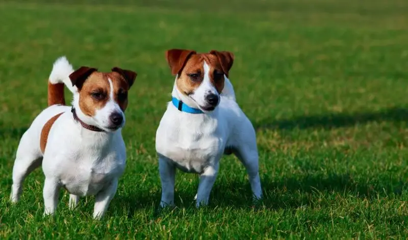 The Basset Hound Jack Russell Terrier Mix A Unique Blend of Charm and Energy