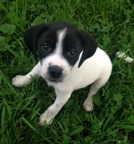 The Basset Hound Jack Russell Terrier Mix A Unique Blend of Charm and Energy
