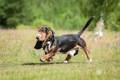 The Basset Hound Jack Russell Terrier Mix A Unique Blend of Charm and Energy