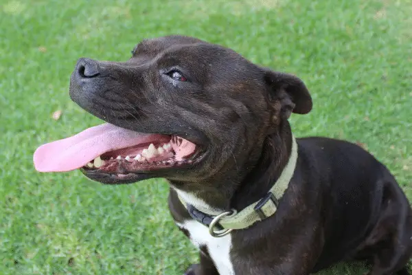 The Basset Hound Jack Russell Terrier Mix A Unique Blend of Charm and Energy