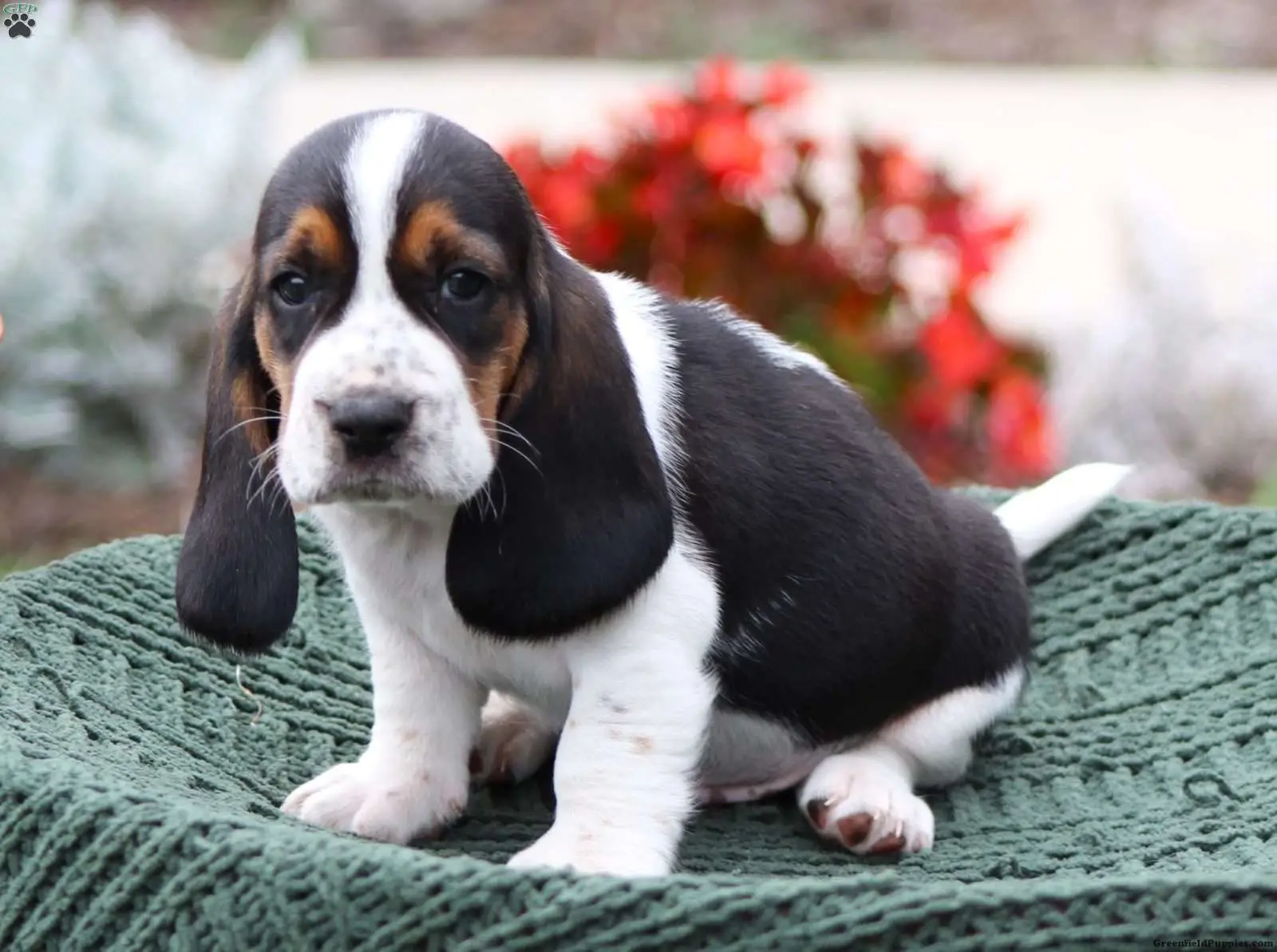 The Basset Hound Jack Russell Terrier Mix A Unique Blend of Charm and Energy