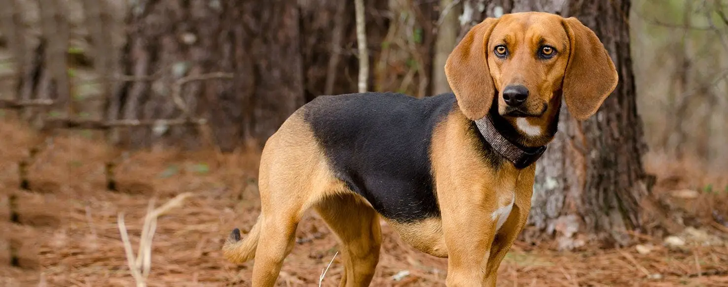 The Enigmatic Black and Tan Treeing Walker Coonhound