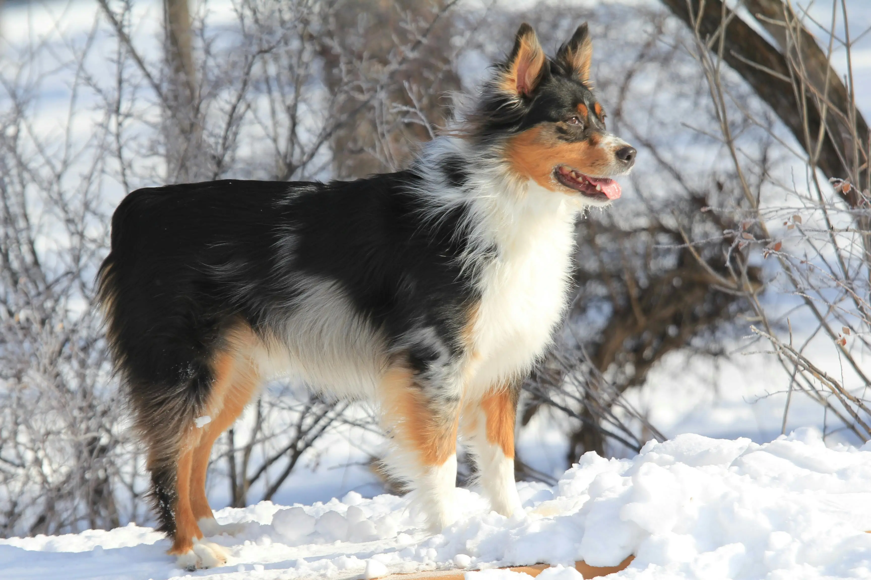 The Enigmatic Black and Tan Treeing Walker Coonhound