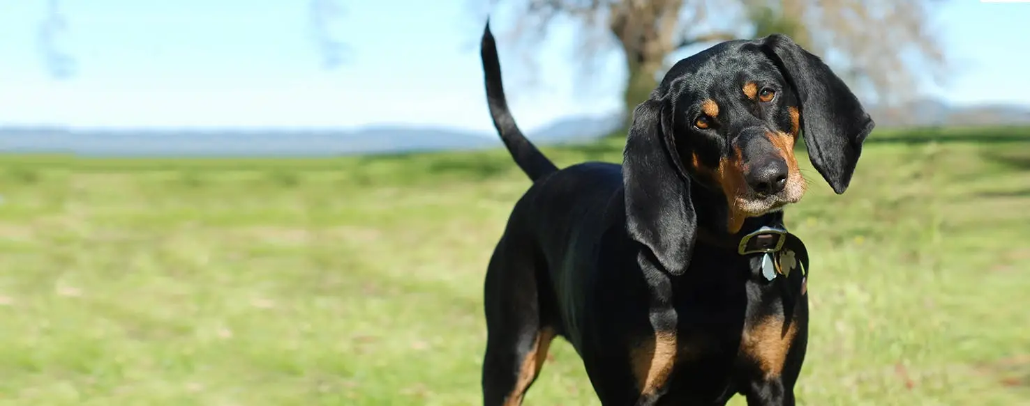 The Enigmatic Black and Tan Treeing Walker Coonhound