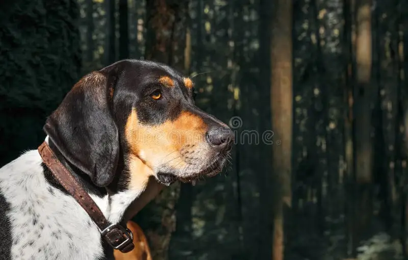 The Enigmatic Black and Tan Treeing Walker Coonhound