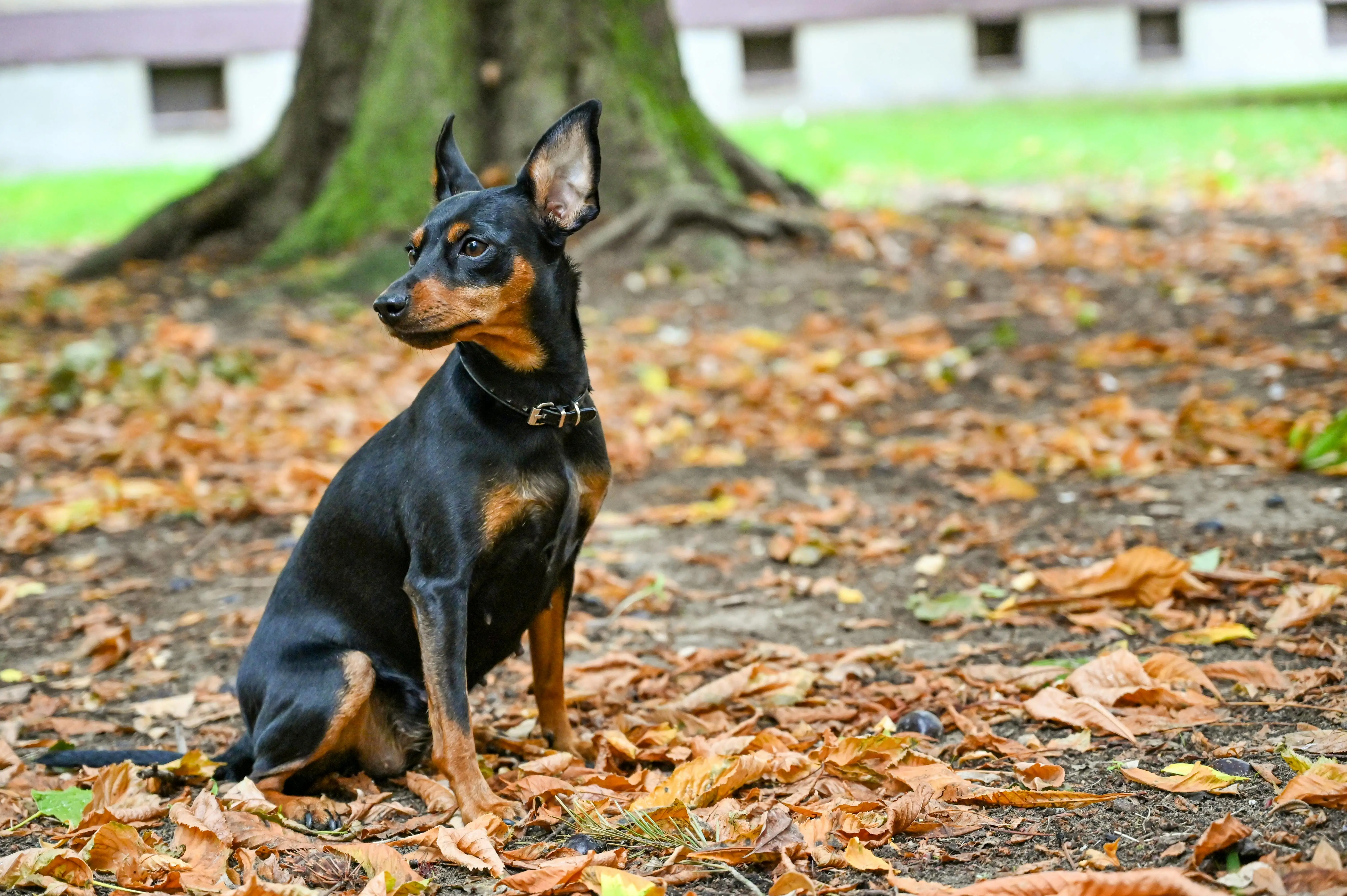 The Enigmatic Black and Tan Treeing Walker Coonhound