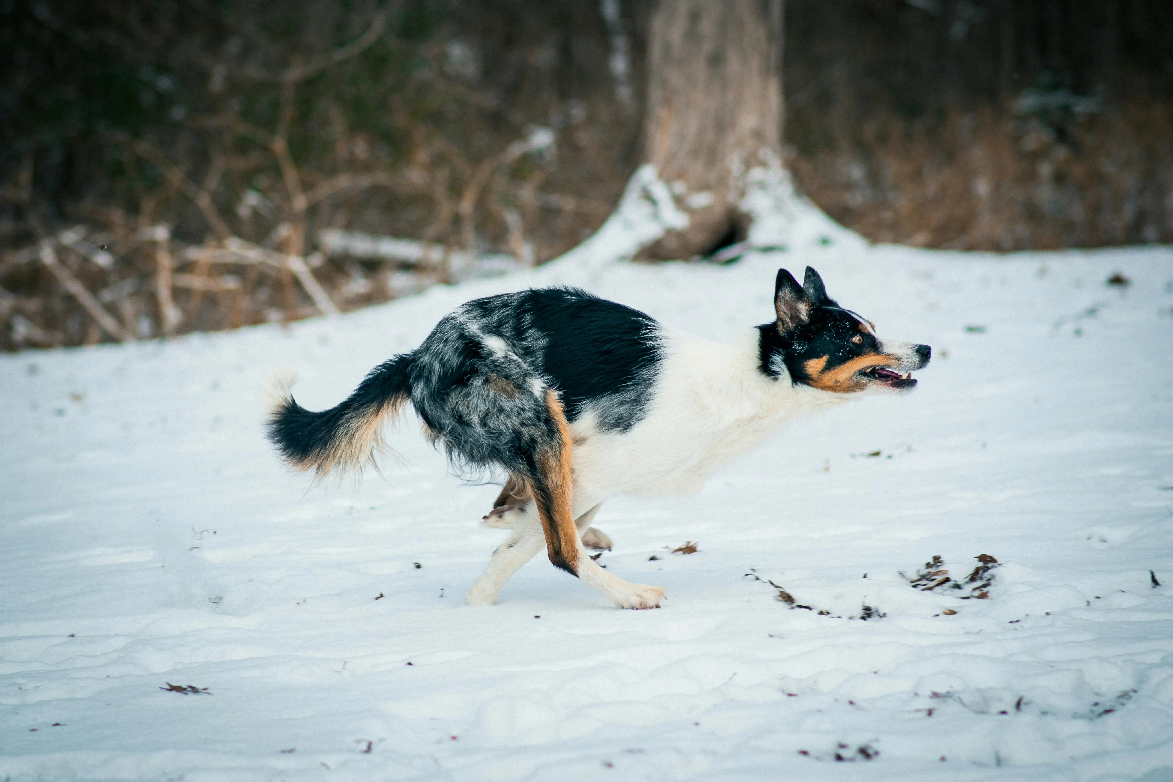 The Enigmatic Black and Tan Treeing Walker Coonhound