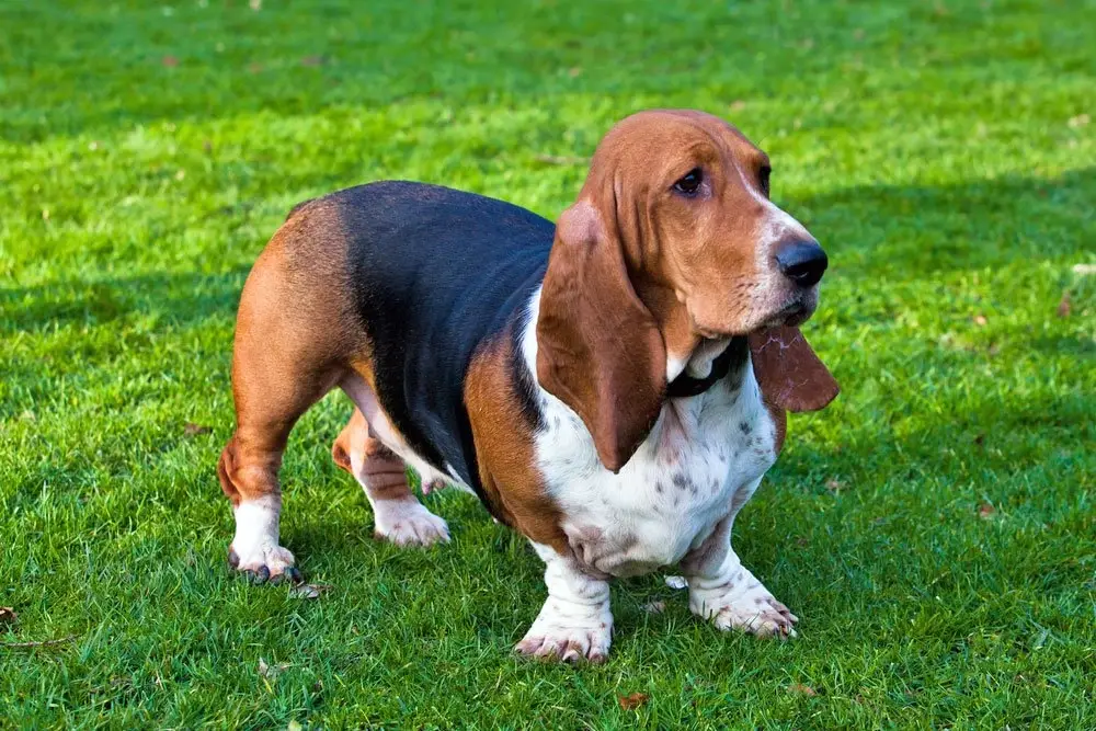 Basset Hound Free to Good Home