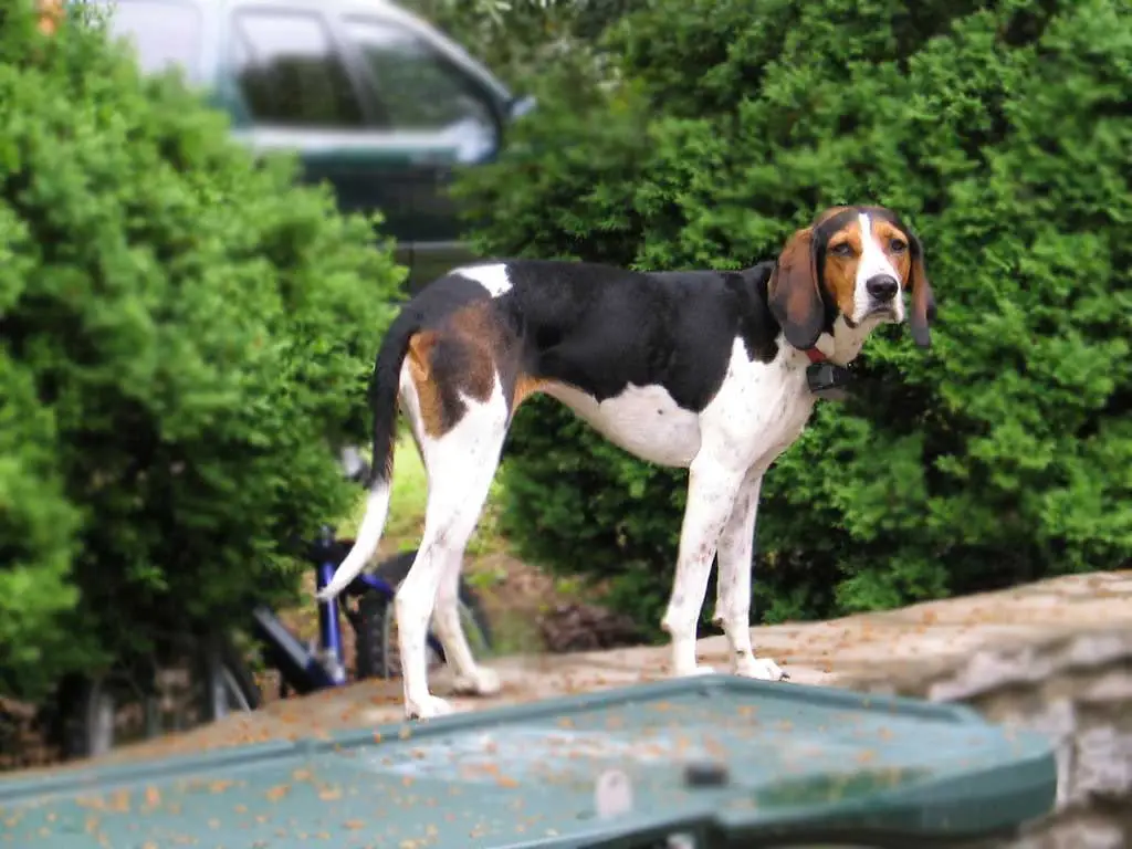 Treeing Walker Coonhound Puppies for Adoption