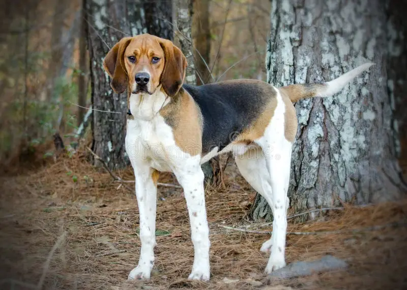 Treeing Walker Coonhound Puppies for Adoption
