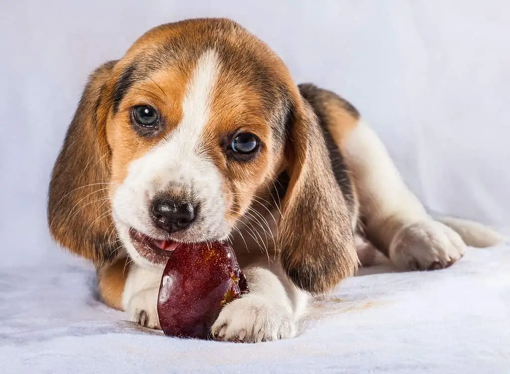Treeing Walker Coonhound Puppies for Adoption