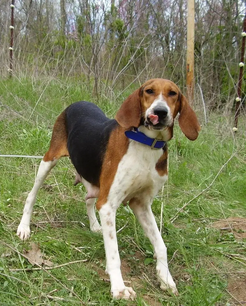 Treeing Walker Coonhound Puppies for Adoption